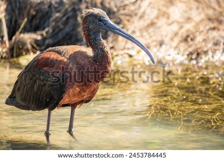 The glossy ibis, latin name Plegadis falcinellus, searching for food in the shallow lagoon. A brown ibis stands in the water on the shore of the lake. Royalty-Free Stock Photo #2453784445