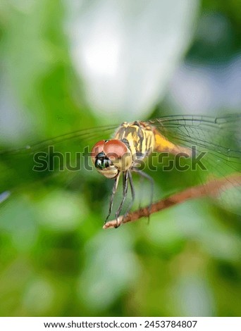 Dragonfly Head Closeup royalty-free images: its iridescent wings and agile flight, symbolizes transformation and grace. As a skilled predator, it maintains ecosystem balance.