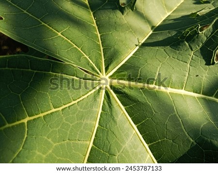 fiber and texture of kates leaves  Royalty-Free Stock Photo #2453787133