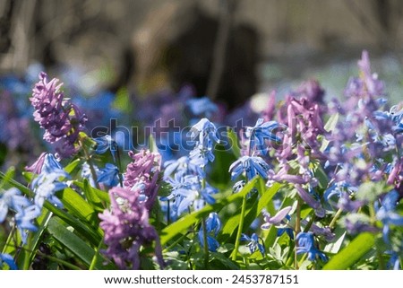 A spring meadow of flowers. Blue snowdrops and purple crested blossomed in the spring forest. Bright sunlight illuminates the clearing. A light breeze stirs the flowers The concept of awakening spring Royalty-Free Stock Photo #2453787151