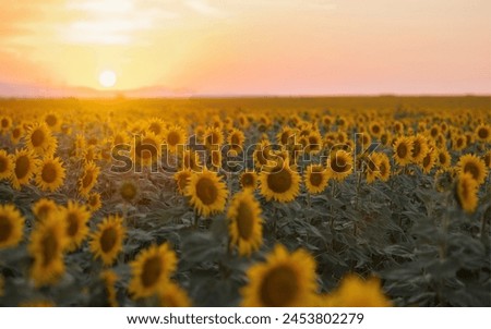 2024 Vision - Captivating Nature's Canvas - A Stock Photo Collection Royalty-Free Stock Photo #2453802279