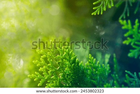 2024 Vision - Captivating Nature's Canvas - A Stock Photo Collection