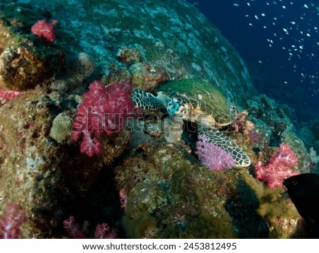 Hawksbill Sea Turtle (Eretmochelys imbricata) habitats under tropical warm water coral reef - Indo Pacific Ocean. Closeup Portrait Front Image. lying chill, relaxed around beautiful pink rocky reefs. 
