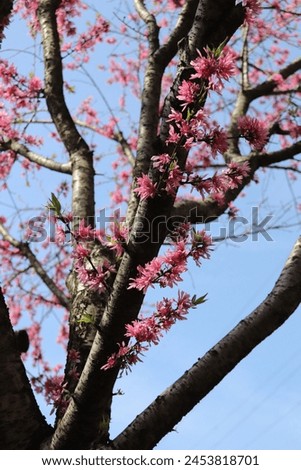 濃いピンク色の花が美しい桜の木。ソメイヨシノとは違う品種で少し遅咲き。
A cherry tree with beautiful dark pink flowers. It is a different variety from Someiyoshino and blooms a little later. Royalty-Free Stock Photo #2453818701