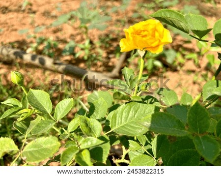Yellow Rose# Green Leaves with Yellow Rose# Morning Greetings from the garden#Fresh Rose# Bright Yellow Rose