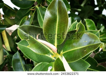 pale red new shoot of Rubber fig or rubber bush or Indian rubber bush (Ficus elastica) on a natural background