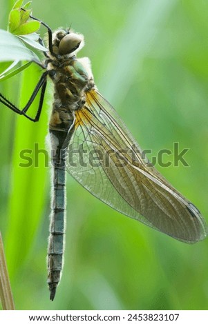 Dragonfly closeup macro wild animal photo