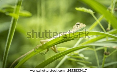 Close up picture of a chameleon garden lizard (Macro photography)