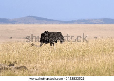 Ostriches in a National Park in kenya