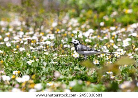 White wagtail (Motacilla alba) among green grass and daisies. Animal. Migratory birds began to fly to warm countries. Ornithology. White wagtail on meadow. No people, nobody. Horizontal photo.  Royalty-Free Stock Photo #2453838681