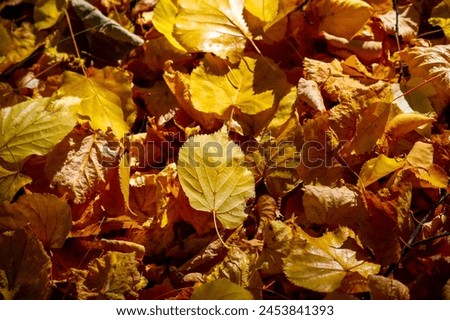 Bright reds, oranges and yellows create a beautiful composition. The leaves glow as sunlight passes through them. A great opportunity for outdoor photo shoots.