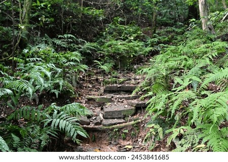 On a spring day, within the forest trail, a stone staircase is adorned with abundant leaves, surrounded by flourishing vegetation on either side.