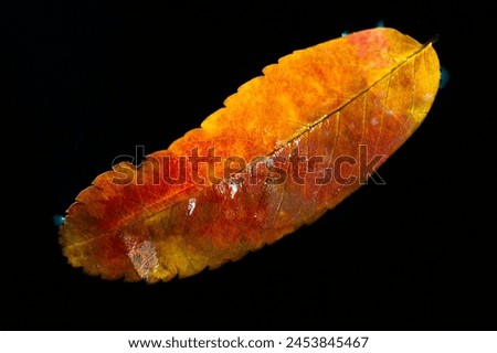 rowan leaf Stunning color contrast between the red leaves and the black background. Captures the essence of fall with vibrant fall colors. Ideal for seasonal designs, invitations or backgrounds.