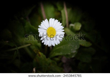 daisy in bloom in spring
