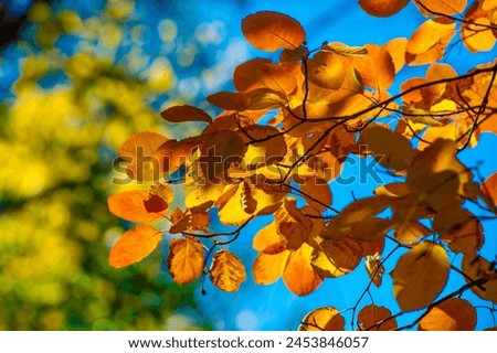 Vibrant shades of red, orange and yellow create a stunning effect. Leaves glowing in the sun create a magical atmosphere. An ideal backdrop for outdoor photo shoots or nature walks.