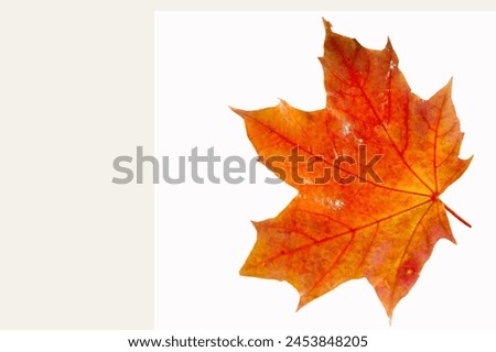 Explore the stunning details of autumn maple leaves up close. Capture the vibrant colors and intricate patterns of the season. Ideal for nature photographers wanting to showcase the beauty of autumn.