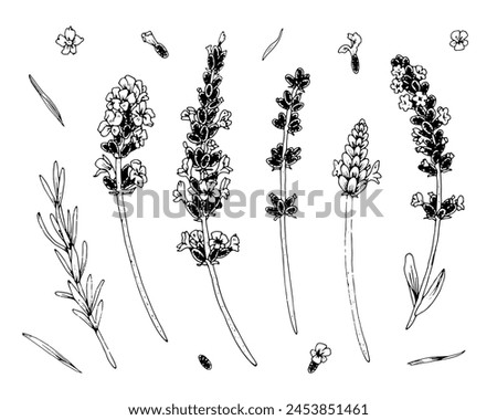 Lavender Flowers vector set. Outline illustration of floral plant. Black line art of lavanda. Linear drawing on white background. Hand drawn editable clipart. Sketch for logo or invitation cards