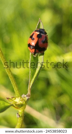Ladybugs with black spots on a green leaf with a blurry background