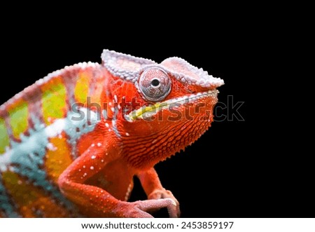 Side portrait of a panther chameleon with colorful skin coloring. Furcifer pardalis. Reptile close-up against a black background.	