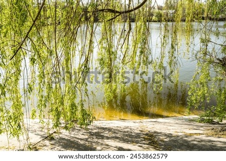 Willow tree over water, lake. Sunny day.