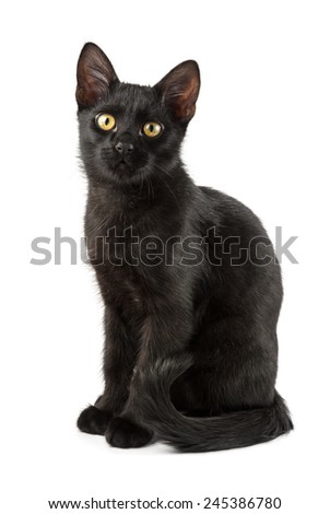 elegant young black cat shot over white background
