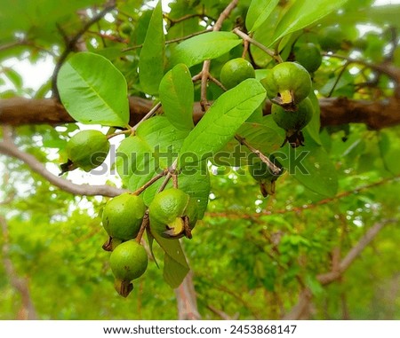 A close-up picture of green guava fruit growing on the farm.