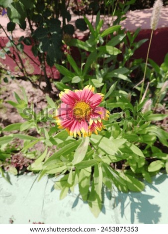 Vibrant Indian blanket Plant with bold red and yellow petals, a symbol of Native American culture.