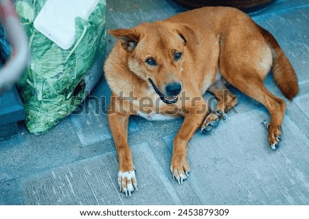 Dog animal pets wolf fox bark guard background