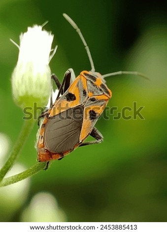 Rear view of Oncopeltus fasciatus or the large milkweed bug.

