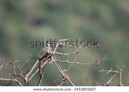 Birds in Kenya Superb Sterling weaver savannah bird watching bird pictures in Samburu National Reserve Kenya