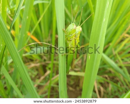 a pair of green grasshoppers "Oxya serville", which are mating, are attached to a rice plant
