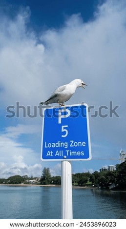 Seagull shouting from the top of 5 minute parking sign post. Takapuna beach. Auckland. Vertical format. Royalty-Free Stock Photo #2453896023