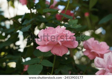 Close Up of Pink English Rosa Queen Elizabeth Flowering Rose