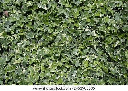 Green and white leaves background of Canarian ivy lush foliage. A wall fully covered in both green and white and green leaves. Botanical photo of Hedera Canariensis, also variegated ivy
