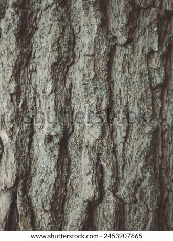 Bark pattern is seamless texture from tree. For background wood work, Bark of brown hardwood, thick bark hardwood, residential house wood. nature, trunk, tree, bark, hardwood, trunk, tree, trunk Royalty-Free Stock Photo #2453907665