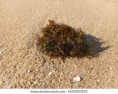 seaweed carried by beach water on the sand