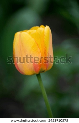 Big yellow tulip on the centre of picture 