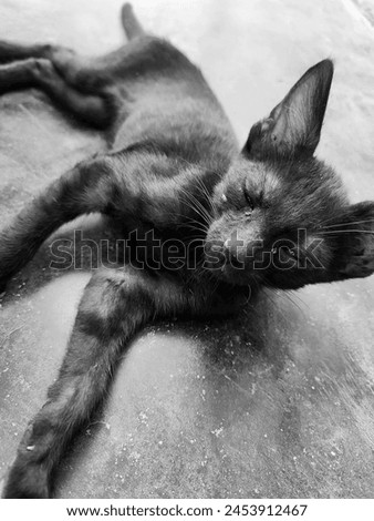Beautiful sleeping Baby Black Cat 