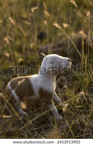 A picture of cute puppy of Dogo Argentino Bread 