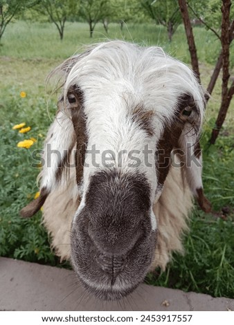 Goat seeking more food from visitors 