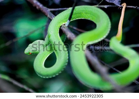 A close-up of a Chinese Green Tree Viper, showcasing its vibrant green scales and red eyes. The snake is coiled around a branch, displaying its natural behavior. Wulai District, New Taipei City. Royalty-Free Stock Photo #2453922305