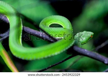 A close-up of a Chinese Green Tree Viper, showcasing its vibrant green scales and red eyes. The snake is coiled around a branch, displaying its natural behavior. Wulai District, New Taipei City. Royalty-Free Stock Photo #2453922329