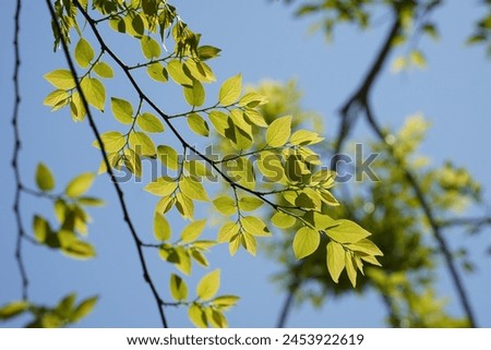 Branches and leaves of Chinese hackberry Nettle tree (Celtis sinensis ) Royalty-Free Stock Photo #2453922619