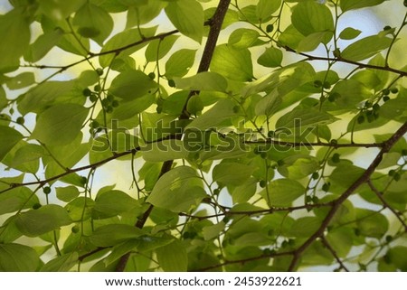 Chinese hackberry Nettle tree ( Celtis sinensis ) Green leaves and fruit (drupe). The fruit that grows behind the leaves  Royalty-Free Stock Photo #2453922621