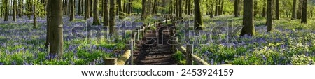 Bluebell carpet in the woods. Springtime in United Kingdom Royalty-Free Stock Photo #2453924159