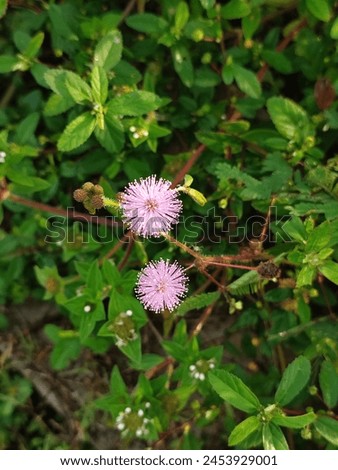 Mimosa Pudica, Sensitive Plant, Sleepy Plant, Humble Plant, Touch-Me-Not, Shameplant, Tracheophytes, Angiosperms, Eudicots, Rosids, Fabales, Fabaceae Royalty-Free Stock Photo #2453929001