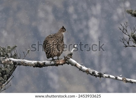 Himalayan Monal (Lophophorus impejanus) adult female perched on branch in snow storm

Sela Pass, Arunachal Pradesh, India.           March Royalty-Free Stock Photo #2453933625