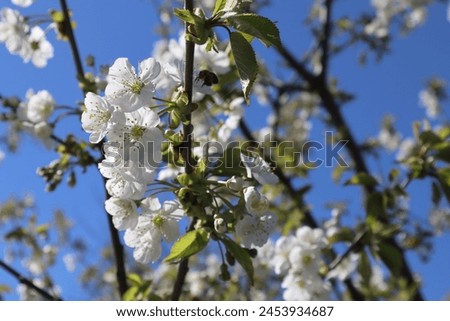 Blooming branches of tree close up. Spring wallpaper.