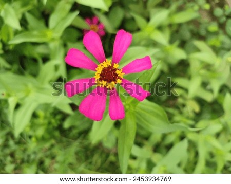 Zinnia Elegans, Zinnia Violacea, Youth-And-Age, Common Zinnia, Elegant Zinnia, Tracheophytes, Angiosperms, Eudicots, Asterids, Asterales, Asteracea,  Royalty-Free Stock Photo #2453934769