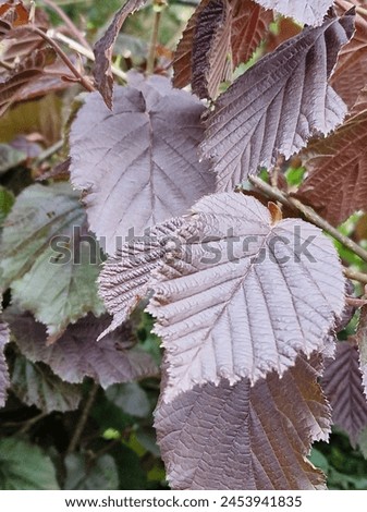 Spring scene. Lush foliage. Young leaves. Leaf nerve close-up. Tree branches. Details. Macrophotography. Daylight. Red colour. Greenery in the background. Natural environment. Outdoors. Ecology. Park. Royalty-Free Stock Photo #2453941835